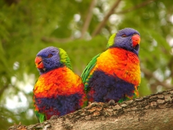 Rainbow Lorikeets