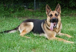 German Shepherd with Hip Dysplasia