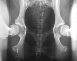 X-Ray screening for Hip Dysplasia
