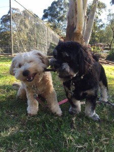 alan and sadie